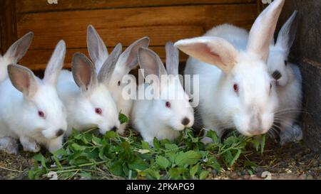 Weibliches Kaninchen der kalifornischen Rasse und seine Brut Stockfoto