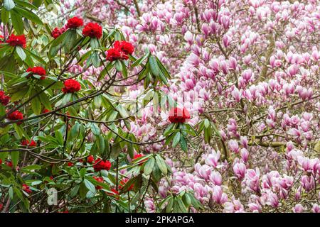 Farbenfrohe Frühlingsblüten aus rotem Rhododendron-Sträucher und rosa Magnolienbaum in Valley Gardens, Windsor Great Park, Surrey, England, Großbritannien, Im April Stockfoto