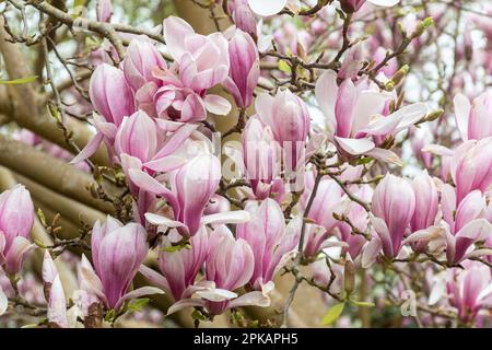 Rosa Blumen von Magnolia x soulangeana (denudata x liliiflora) „Amabilis“, auch als Untertassenmagnolie bezeichnet, blühen im Frühling, Großbritannien Stockfoto