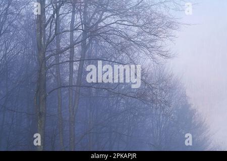 Dichter Nebel im Wald, Morgenatmosphäre, Deutschland Stockfoto