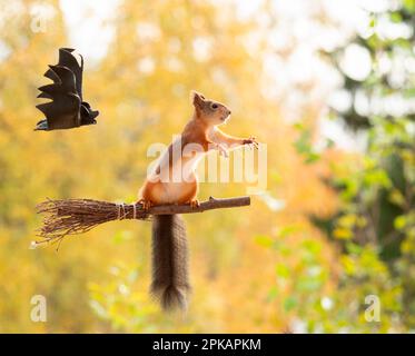 Rotes Eichhörnchen, das auf einem Besen in der Luft sitzt Stockfoto