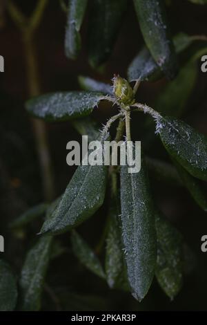 Rhododendron-Blätter mit Eiskristallen im Frost Stockfoto