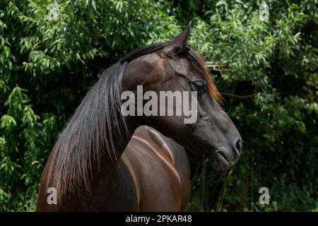 Dunkles Pferd schaut aufmerksam zur Seite Stockfoto