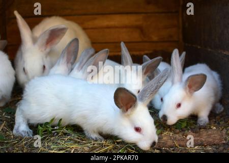 Weibliches Kaninchen der kalifornischen Rasse und seine Brut Stockfoto