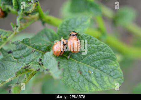 Larven des Colorado-Kartoffelkäfers am Busch der Kartoffel Stockfoto