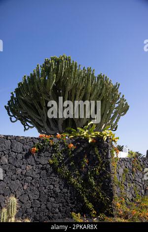 Hoher Kaktus hinter einer vulkanischen Felswand auf Lanzarote, Kanarische Inseln Stockfoto