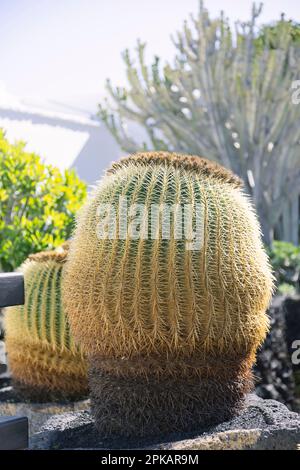 Baseballkaktus in einem Garten in Tahiche, Lanzarote Stockfoto