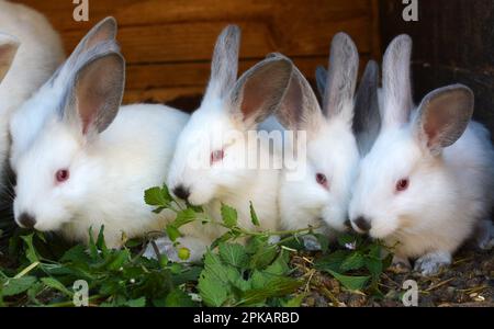 Ein junges Kaninchen der kalifornischen Rasse Stockfoto