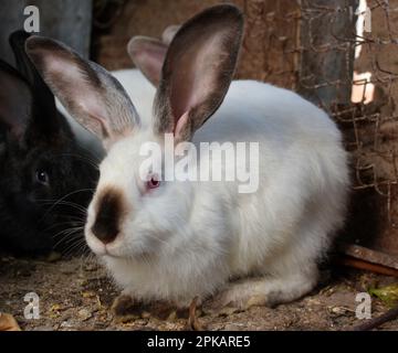 Ein erwachsenes Kaninchen der kalifornischen Rasse Stockfoto
