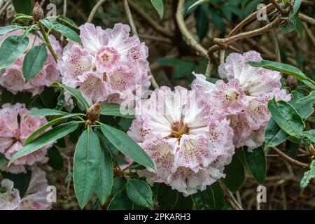 Markante Blüten oder Blüten von Rhododendron irroratum „Polka Dot“-Sträuchern, weiß und stark fleckig, dunkelviolett im Frühling, Großbritannien Stockfoto