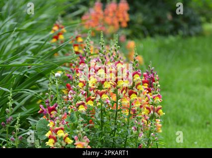 Antirhinum blüht auf einem Blumenbeet im Garten Stockfoto