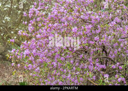 Rosa Malvenblüten des Milchstrauchs Rhododendron mucronulatum, des koreanischen Rhododendron oder der koreanischen Rosenkohle im Frühling Stockfoto