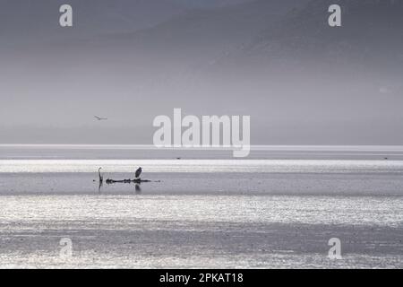 Meerestrübe an der bot River Lagune mit Graureiher (Ardea cinerea), Overberg, Südafrika. Stockfoto