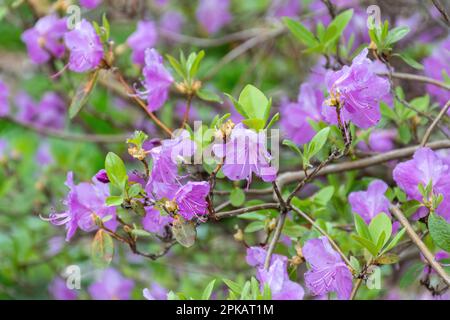 Rosa Malvenblüten des Milchstrauchs Rhododendron mucronulatum, des koreanischen Rhododendron oder der koreanischen Rosenkohle im Frühling Stockfoto