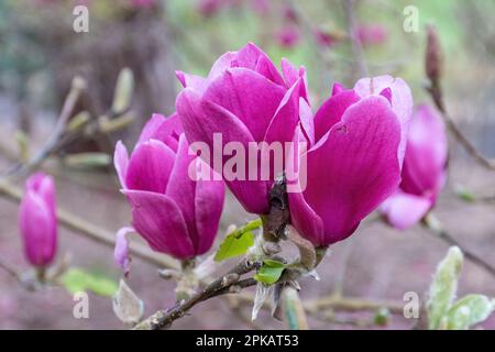 Rosarote Blüten oder Blüten des Baumes Magnolia „Margaret Helen“ Blüte im Frühling, Großbritannien Stockfoto