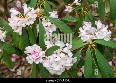 Weiße Blüten mit rosa Rhododendron uvarifolium var. Uvarifolium (auch Dinkelrhododendron uvariifolium var. Uvariifolium) im Frühling Stockfoto