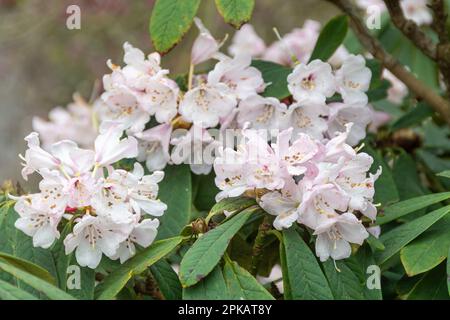 Weiße Blüten mit rosa Rhododendron uvarifolium var. Uvarifolium (auch Dinkelrhododendron uvariifolium var. Uvariifolium) im Frühling Stockfoto