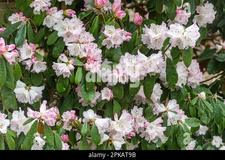 Rosafarbene und weiße gepunktete Blüten oder Blüten von Rhododendron coeloneuron ssp. Coeloneuron (Unterabschnitt Taliensia) blüht im Frühling, Großbritannien Stockfoto