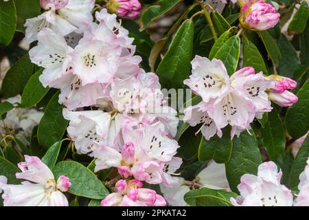 Rosafarbene und weiße gepunktete Blüten oder Blüten von Rhododendron coeloneuron ssp. Coeloneuron (Unterabschnitt Taliensia) blüht im Frühling, Großbritannien Stockfoto