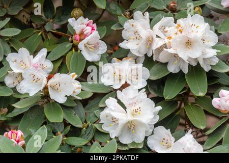 Pinkyweiße Blüten oder Blüten des immergrünen Strauchs Rhododendron pachysanthum im April oder Frühling, Großbritannien Stockfoto