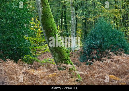 Mossy Buche in Farn und Holly im Herbst Stockfoto