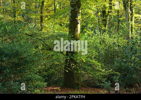 Buche umgeben von Heilige im Cerisy-Wald im Herbst Stockfoto