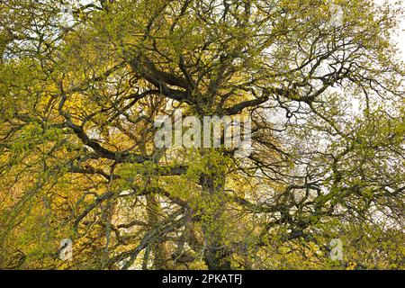 Aststruktur einer alten Eiche im Herbst Stockfoto