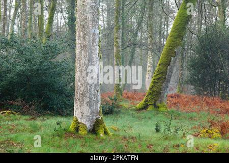 Buchen bei Sonnenaufgang im Cerisy-Wald im Spätherbst. Die Normandie Stockfoto