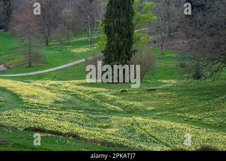Teppich aus gelben Narzissen in Valley Gardens, Teil des Windsor Great Park, Surrey, England, Großbritannien, im April Stockfoto