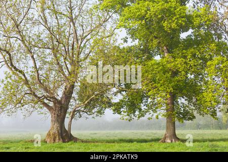 Die Sonne bricht durch den Nebel und scheint auf die Esche und die Eiche auf einer Weide in Calvados, Normandie Stockfoto