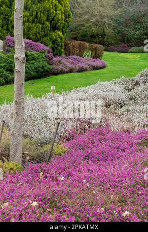 The Heather Garden in Valley Gardens mit farbenfrohen Heidekraut im April, Teil des Windsor Great Park, Surrey, England, Großbritannien Stockfoto