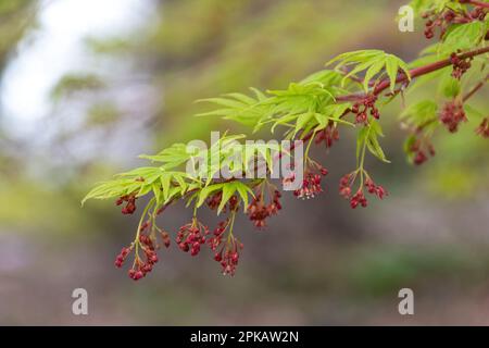 Acer palmatum „Japanese Sunrise“ Tree im April oder Frühling mit gelben grünen Blättern mit Palmlappen und kleinen roten Blumen, Großbritannien Stockfoto