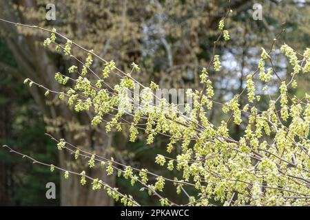 Gelbe Blüten auf Corylopsis sinensis var. Calvescens Buub (auch als Veitch Winter Hazel bezeichnet) im Frühjahr, Großbritannien Stockfoto