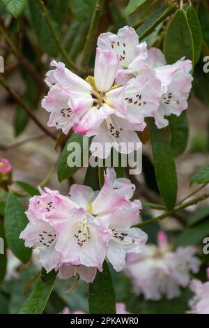 Rosafarbene und weiße gepunktete Blüten oder Blüten von Rhododendron coeloneuron ssp. Coeloneuron (Unterabschnitt Taliensia) blüht im Frühling, Großbritannien Stockfoto