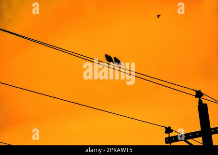 Und der Rabe, der nie flitzt, sitzt immer noch, sitzt immer...  Edgar Allan poe Stockfoto