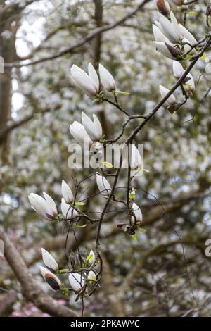 Weiße Blumen von Magnolia „Manchu Fan“, Soulangeana „Lennei alba“ x veitchii, im Frühling oder April, Großbritannien Stockfoto