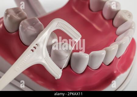 Zahnpflegemodell geöffnet, Zahnseide zum Reinigen der Zahnzwischenräume, Detail, Symbolbild, Zahnzwischenraumpflege, Zähneputzen, Zahnpflege, weißer Hintergrund, Stockfoto