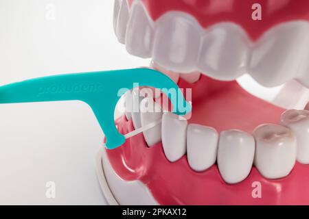 Zahnpflegemodell geöffnet, Zahnseide zum Reinigen der Zahnzwischenräume, Detail, Symbolbild, Zahnzwischenraumpflege, Zähneputzen, Zahnpflege, weißer Hintergrund, Stockfoto