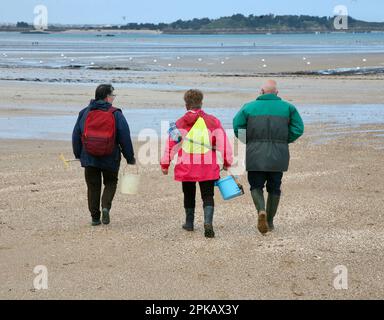 Drei unerschrockene Beachbewohner, die auf dem Weg zum Ufer sind, Lancieux, Bretagne, Nordwestfrankreich, Europa Stockfoto