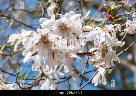 Blumen von Magnolia x Loebneri „Leonard Messel“ im April, Großbritannien Stockfoto