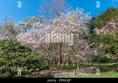 Blick auf die Valley Gardens im Frühling oder April mit blühenden Magnolienbäumen im Windsor Great Park, Surrey, England, Großbritannien Stockfoto