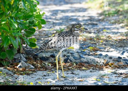 Fleckendickknie (Burhinus capensis) Hermanus, Südafrika. Stockfoto