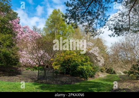 Blick auf die Valley Gardens im Frühling oder April mit blühenden Magnolienbäumen im Windsor Great Park, Surrey, England, Großbritannien Stockfoto