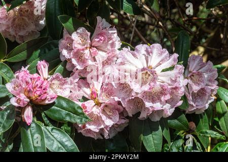 Markante Blüten oder Blüten von Rhododendron irroratum „Polka Dot“-Sträuchern, weiß und stark fleckig, dunkelviolett im Frühling, Großbritannien Stockfoto