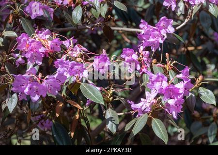 Rosafarbene Malvenblüten oder Blüten von Rhododendron rubiginosum Strauß (Unterabschnitt Heliolepida) im Frühling oder April Stockfoto