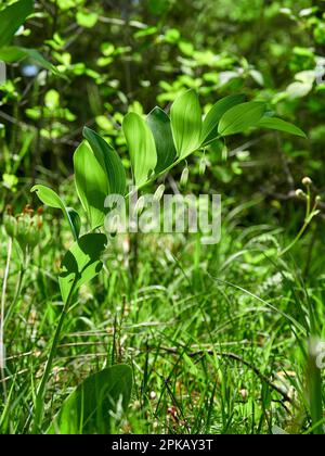 Winklige Solomon-Robbe, Polygonatum odoratum, Solomon-Robbe Stockfoto