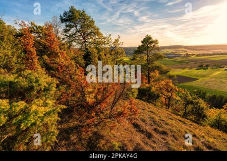 Sonnenuntergang über dem Steppenheidewald am Hohcher Berg bei Gössenheim und Karsbach im Naturschutzgebiet Ruine Homburg, Niederfrankreich, Franken, Bayern Stockfoto