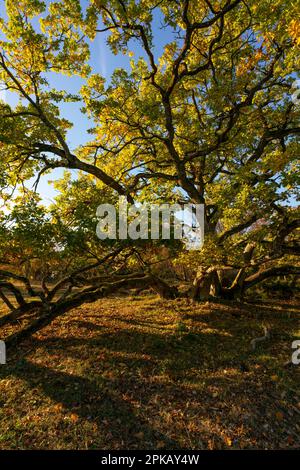 Sonnenuntergang über dem Steppenheidewald am Hohcher Berg bei Gössenheim und Karsbach im Naturschutzgebiet Ruine Homburg, Niederfrankreich, Franken, Bayern Stockfoto