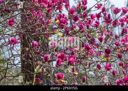 Bunte rosa Blumen oder Blüten des Baumes Magnolia „Margaret Helen“ blühen im Frühling, Großbritannien Stockfoto