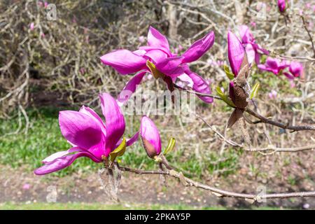 Farbenfrohe dunkelrosa oder violette Blumen von Magnolia „Ruth“ im Frühling in Valley Gardens, Surrey, England, Großbritannien Stockfoto